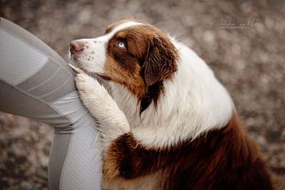 Foto's und Hundemodels-Beitrag-Bild