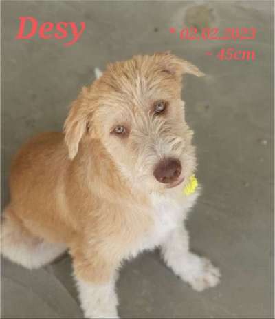 Tierschutzhunde suchen ein Zuhause-Beitrag-Bild