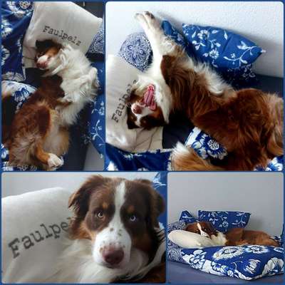 Darf der Hund bei Euch im Bett schlafen?-Beitrag-Bild