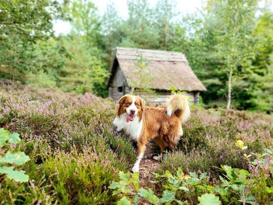 Dogorama Photo Challenge - Märchenwald-Beitrag-Bild