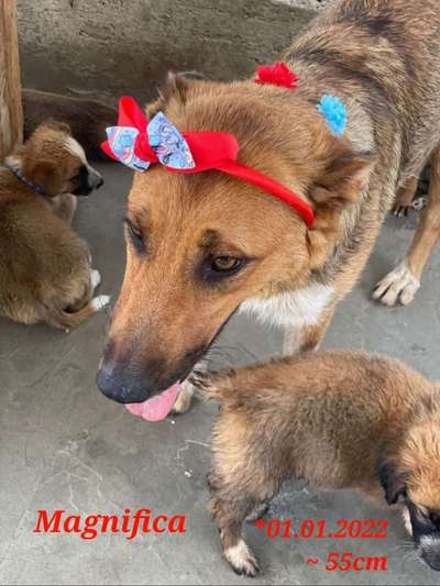 Tierschutzhunde suchen ein Zuhause-Beitrag-Bild