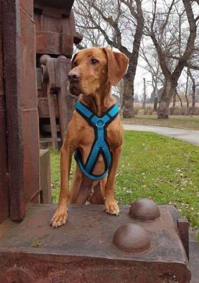 Aussies-Beitrag-Bild