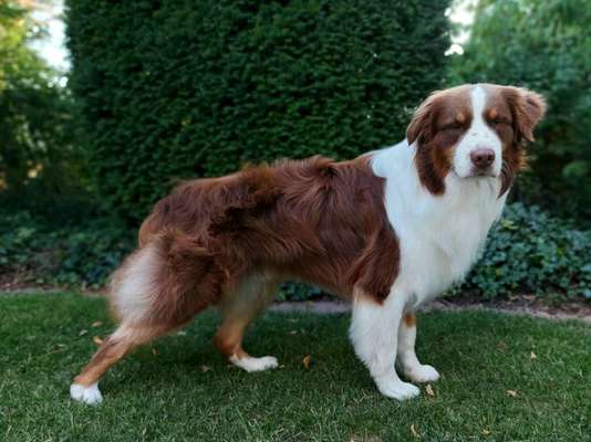 Alles rund um den Schäferhund, diskutieren erwünscht.-Beitrag-Bild