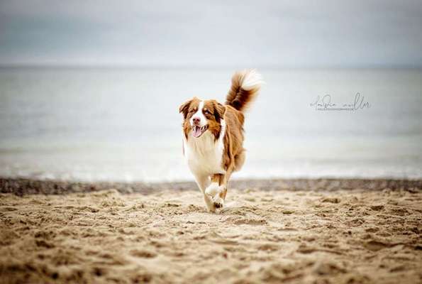 Foto's und Hundemodels-Beitrag-Bild