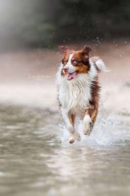 Foto's und Hundemodels-Beitrag-Bild