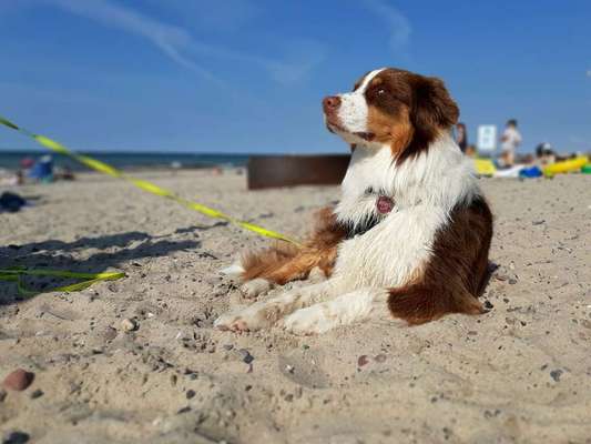 Aussies-Beitrag-Bild