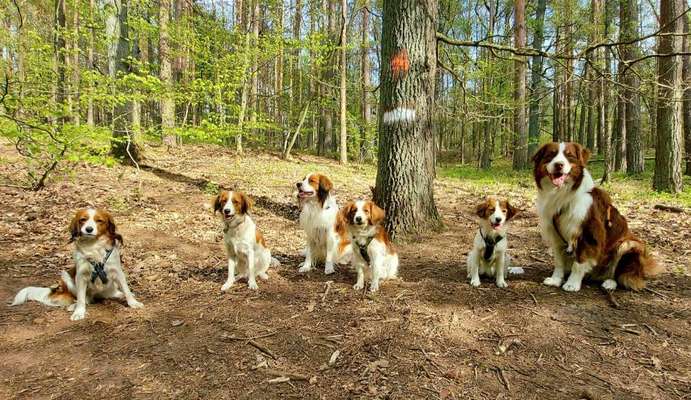 Kooikerhondje-Beitrag-Bild