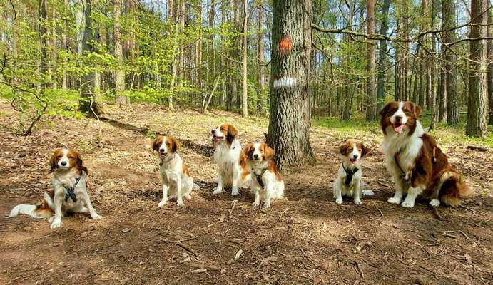 Kooikerhondje-Beitrag-Bild