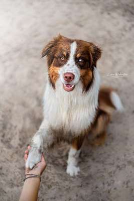 Foto's und Hundemodels-Beitrag-Bild