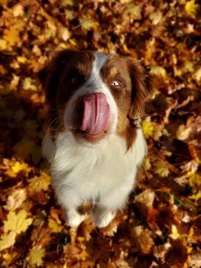 Fotochallenge Nr. 59 - Mein Hund zeigt die Zunge-Beitrag-Bild