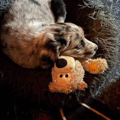 aktuelles Foto Gruppe Australian Shepherd