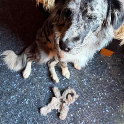 aktuelles Foto Gruppe Australian Shepherd