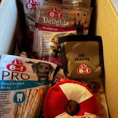 aktuelles Foto Gruppe Australian Shepherd