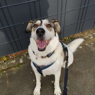 Hundetreffen-Spielpartner gesucht-Bild