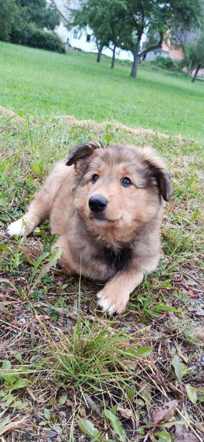 Mischlingshunde Foto Aufruf-Beitrag-Bild