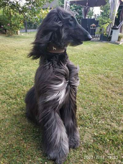 Windhunde - Treffen der besonderen Schönheiten
HERZLICH WILLKOMMEN-Beitrag-Bild