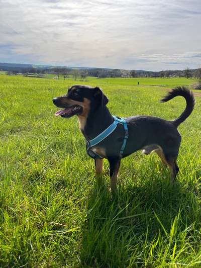 Hundetreffen-Gassirunden-Bild