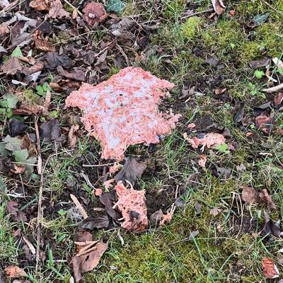 Giftköder-Möglicher Giftköder-Bild