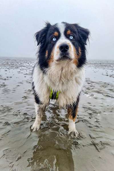 Hundetreffen-Trainingsparter Hundebegegnung-Bild