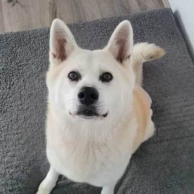 American Akita-Beitrag-Bild