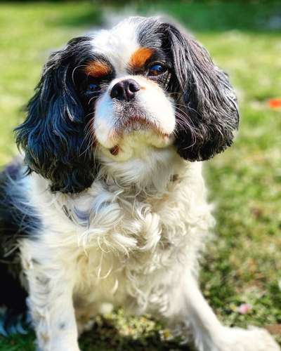 Dogorama Photo Challenge - Der Frühling kommt-Beitrag-Bild