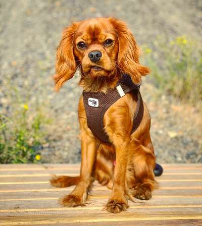 Dogorama Photo Challenge - Der Frühling kommt-Beitrag-Bild