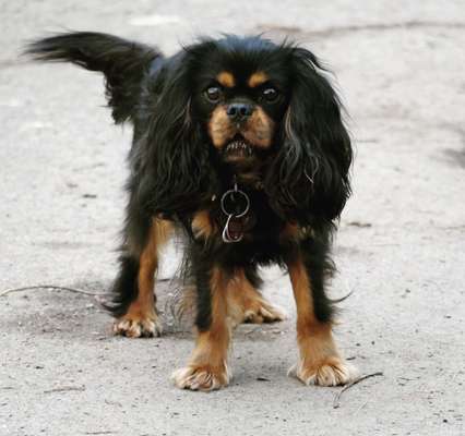 Dogorama Photo Challenge - Der Frühling kommt-Beitrag-Bild