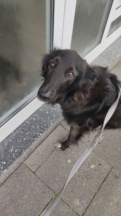 Langhaar Collies-Beitrag-Bild