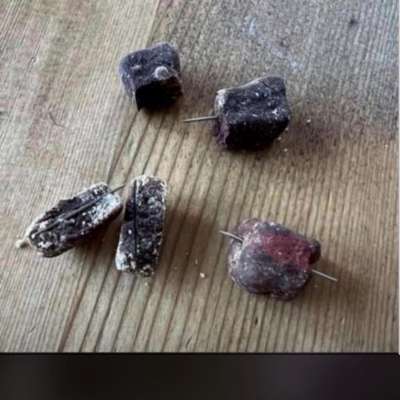 Giftköder-Köder mit Nadeln-Bild