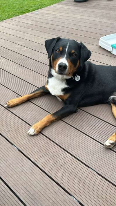 Appenzeller Sennenhunde-Beitrag-Bild