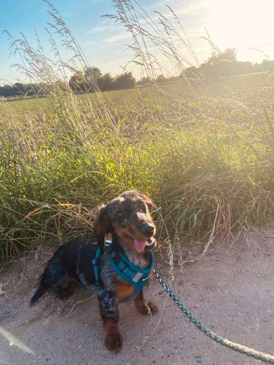 Vom Welpen zum Hund-Beitrag-Bild