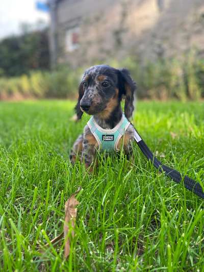 Vom Welpen zum Hund-Beitrag-Bild