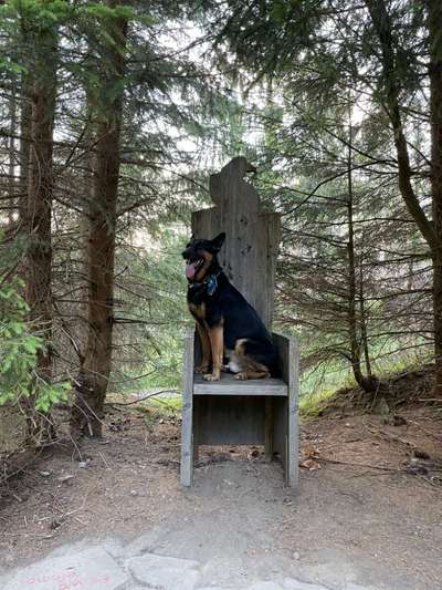 wachsame Hunderassen-Beitrag-Bild