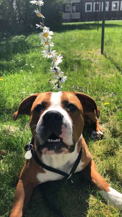 Die Dogorama Monats Challenge "Es grünt und blüht"-Beitrag-Bild