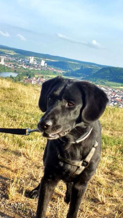 Mischlingshunde Foto Aufruf-Beitrag-Bild