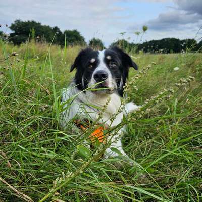 TierschutzhundeStammtisch🐕-Beitrag-Bild