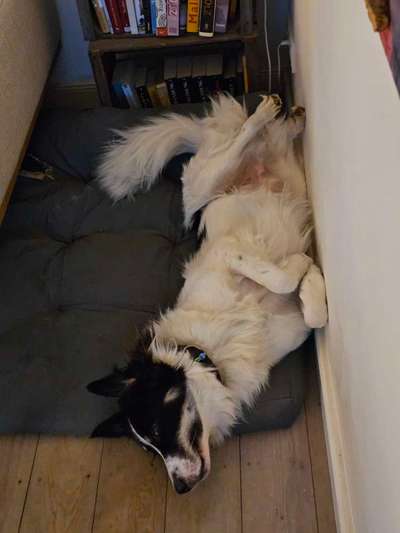 TierschutzhundeStammtisch🐕-Beitrag-Bild