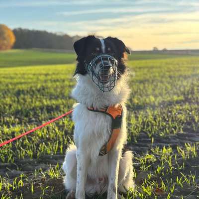 TierschutzhundeStammtisch🐕-Beitrag-Bild