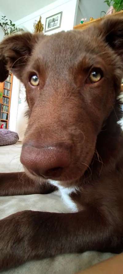 Hunde Porträt (Portrait) Galerie....-Beitrag-Bild