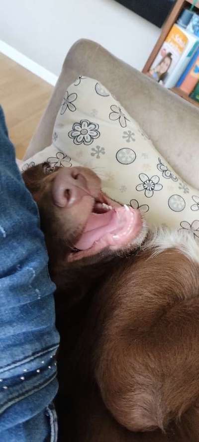 Zeigt mir die tollste Nahaufnahme von eurer Fellnase-Beitrag-Bild