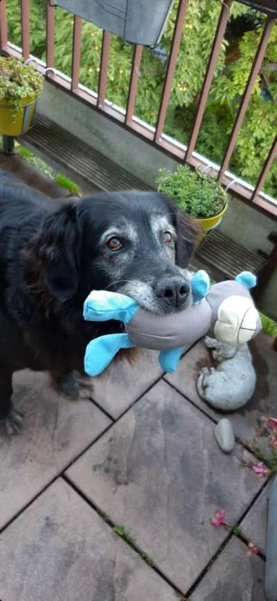 Euer Hund und sein Lieblingskuscheltier-Beitrag-Bild