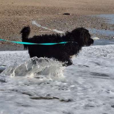 Hundetreffen-Ruhiger Spaziergang zum Kennenlernen-Bild