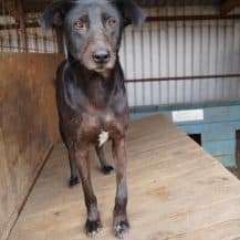 Das erste Bild eures Hundes-Beitrag-Bild