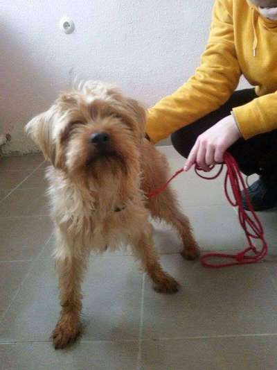 Das erste Bild eures Hundes-Beitrag-Bild