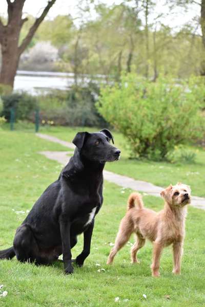 Dogorama Photo Challenge - Gegensätze-Beitrag-Bild