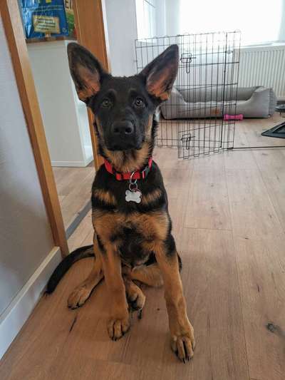 Schäferhund-Beitrag-Bild