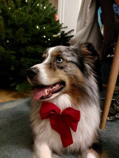 Dogorama Photo Challenge - Weihnachtsbaum-Beitrag-Bild