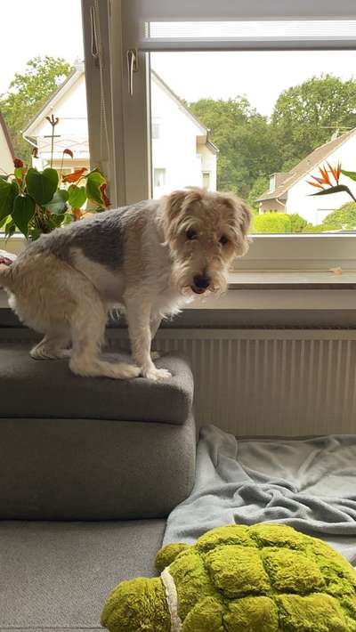 Seltene Rassen!-Beitrag-Bild