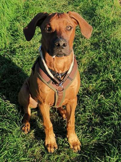 Rhodesian Ridgeback-Beitrag-Bild