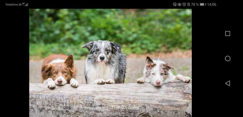 Hundetreffen-Tolle Spaziergängen von Groß bis Klein von Lang bis kurz-Bild